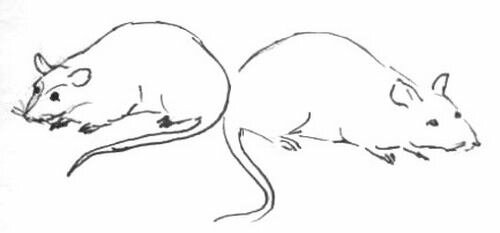 Рисунок - мышки