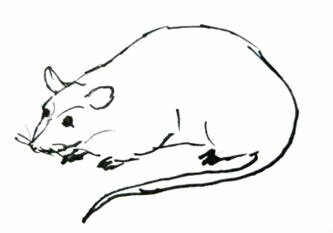 Рисунок Мышь