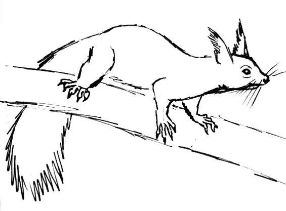 Рисунок белка
