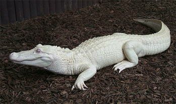 Крокодил