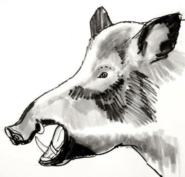 Рисунок голова кабана(вепря)