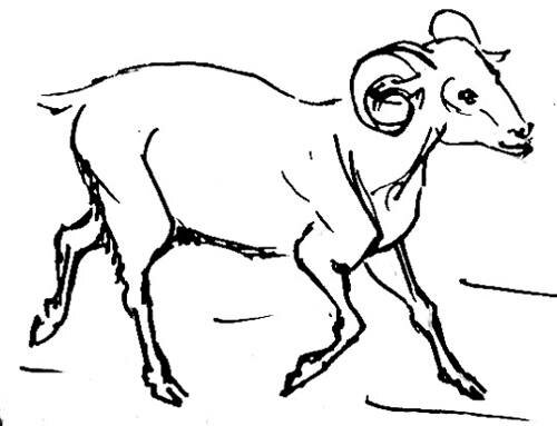 Рисунок Баран