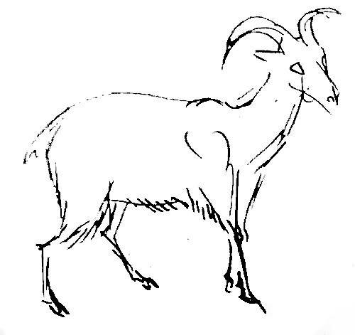 Рисунок Козёл