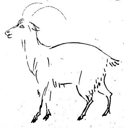 Рисунок козла