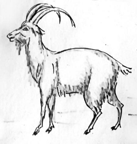 Рисунок Козёл