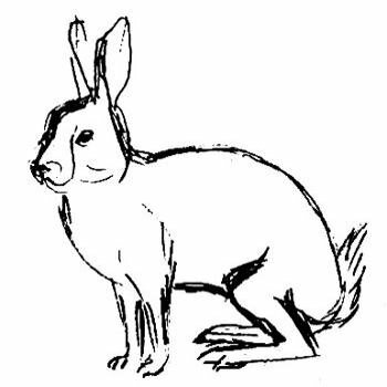 Рисунок Заяц