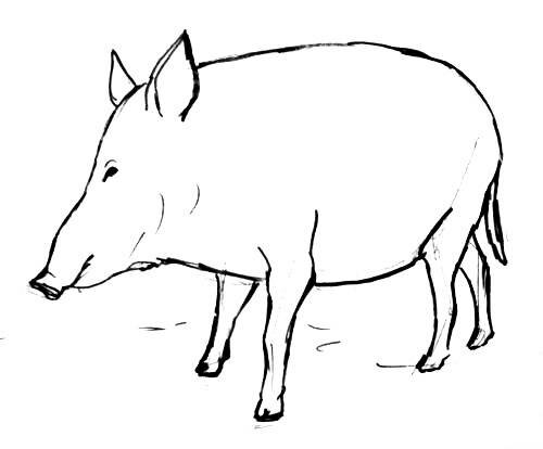 Рисунок кабан 13