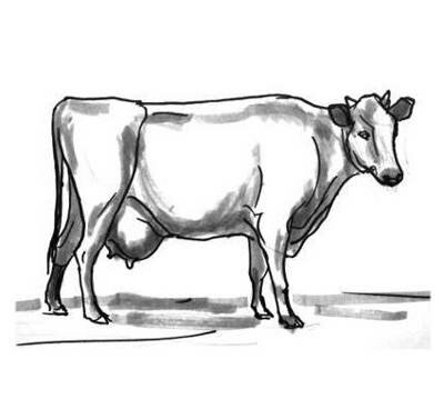 Рисунок Корова 13