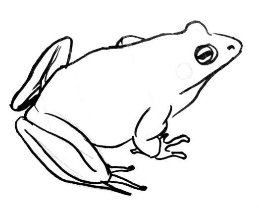 Рисунок лягушка