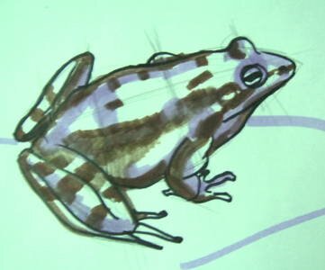 Рисунок Лягушка