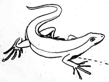 Рисунок Ящерица