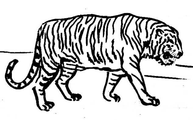 Рисунок тигр