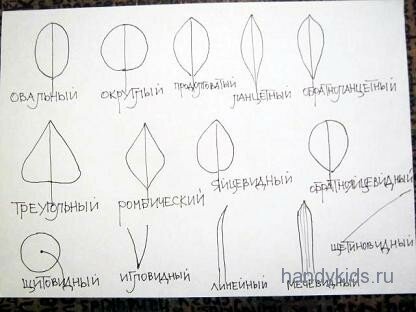  Формы листьев2