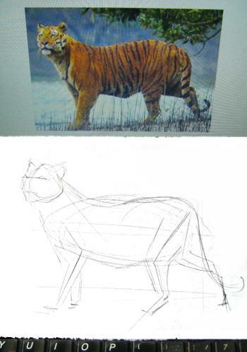 Рисуем тигра