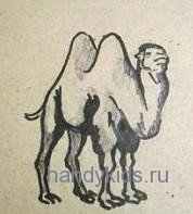  Верблюд рисунок