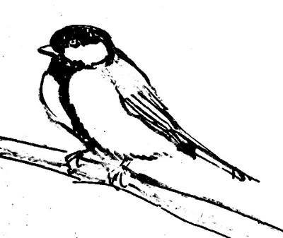 Рисунок синичка