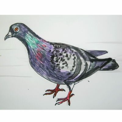 Рисунок Голубь