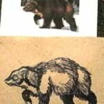 Как нарисовать росомаху и что это за зверь такой