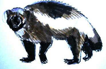 Рисунки диких зверей -росомаха.