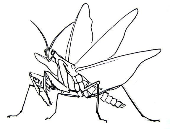 Рисунок богомол