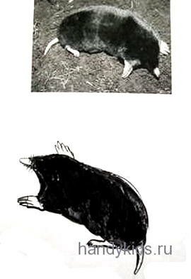 Как нарисовать крота