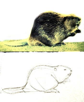Как нарисовать бобра