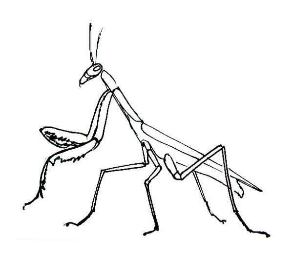 Рисунок Богомол