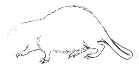 Рисунок бобра