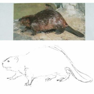Как нарисовать бобра