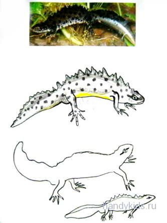 Рисунки тритонов