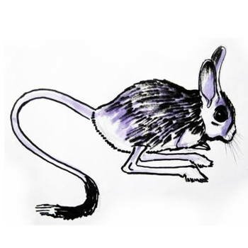 Рисунок Тушканчик