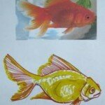 Как нарисовать настоящую золотую рыбку