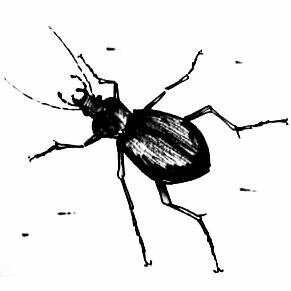Рисунок Жук-Жужелица