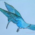 kolibri 009