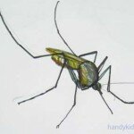 Fauna 084