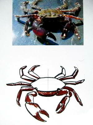 Как нарисовать краба