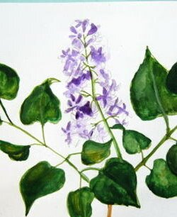 Рисуем цветы сирени