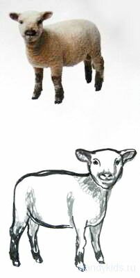 Как нарисовать барашка.