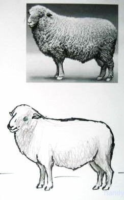 Как нарисовать овна