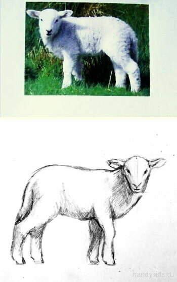 Как нарисовать барашка -3