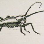 insects 047