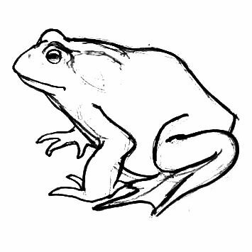 Рисунок Жаба
