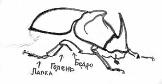 Строение лап жука