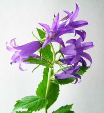 Колокольчик фотография Колокольчик широколистный