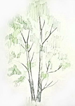 Рисунок тополь