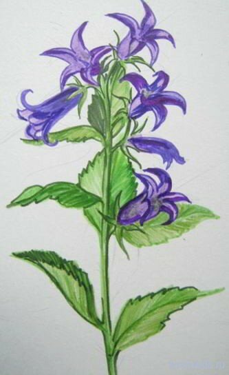 flowers 016