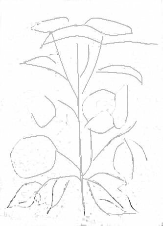 Рисунок калина