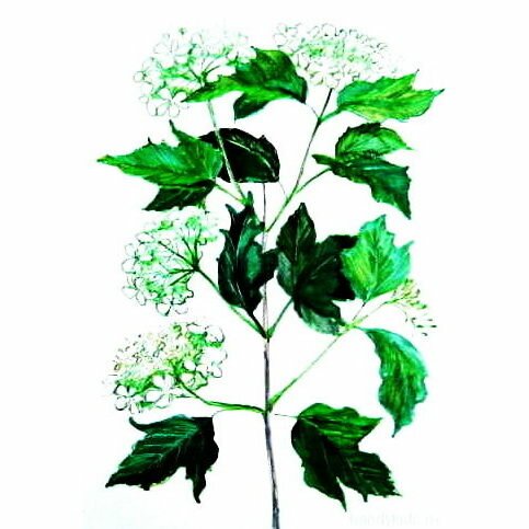 Рисунок Калина