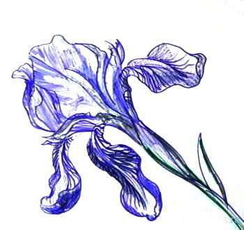 Рисунок ирис