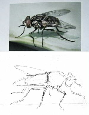 Как нарисовать муху-2